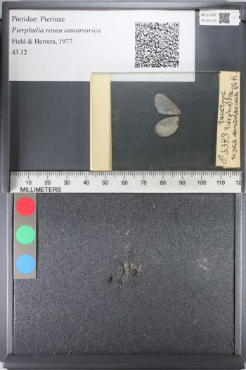 Media type: image;   Entomology 126153